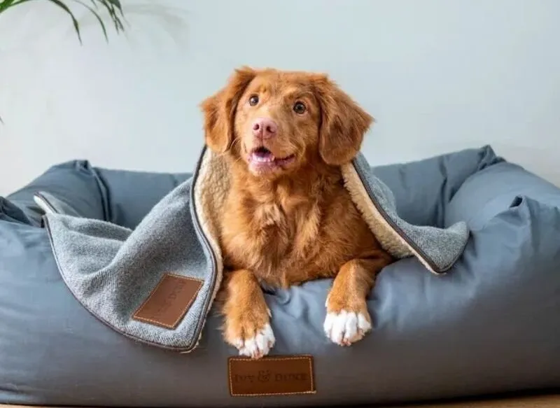 pet bed