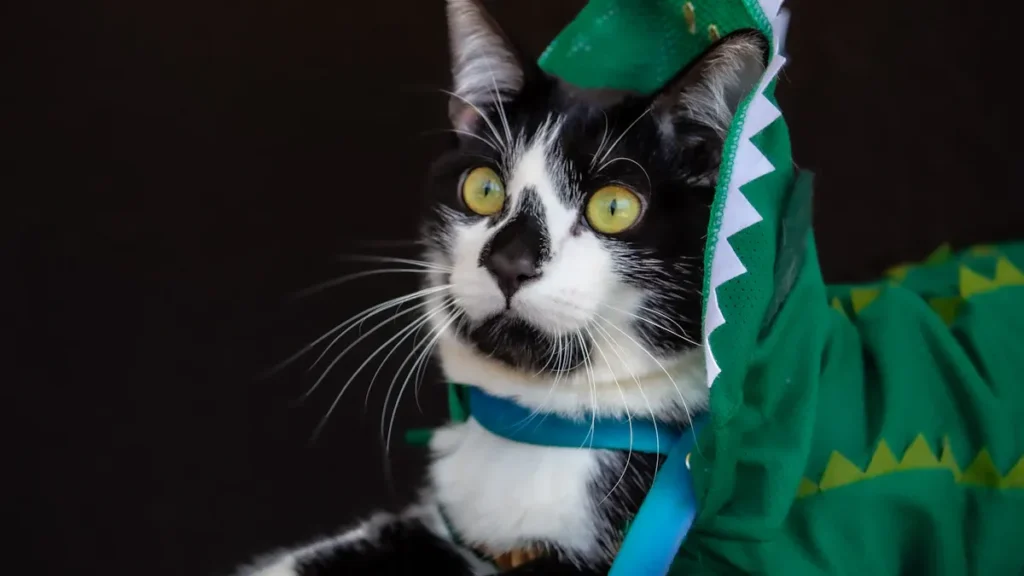 cat apparel manufacturers1