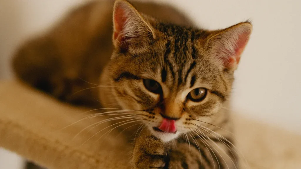 cat scratcher manufacturers2