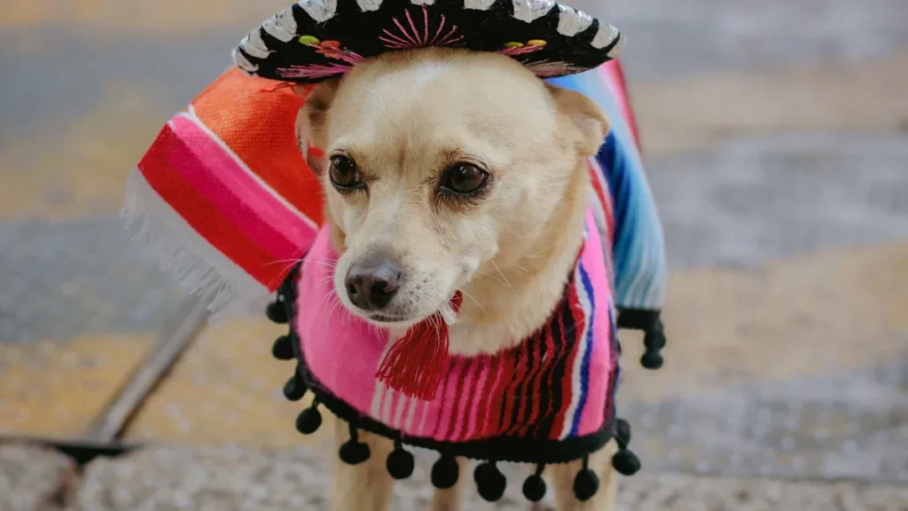 dog clothes factory1