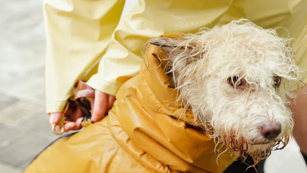 dog clothes factory2