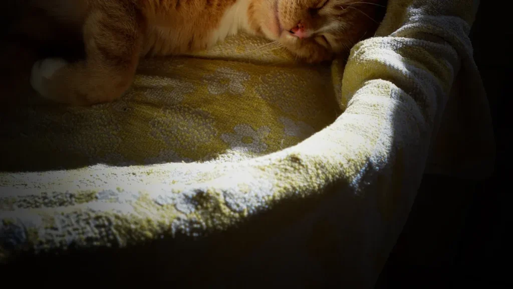 pet blanket factory1