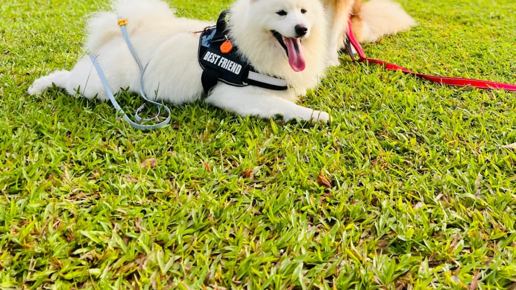 pet harness manufacturer1