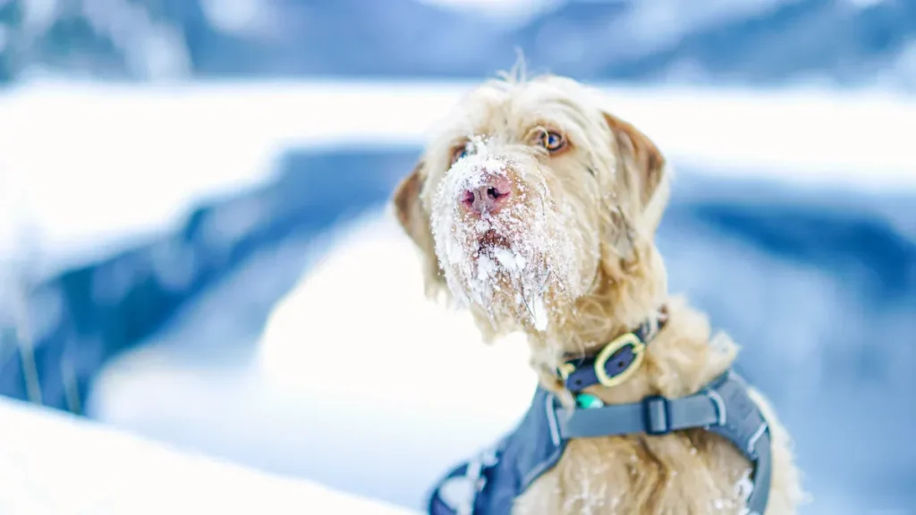 pet harness manufacturer2