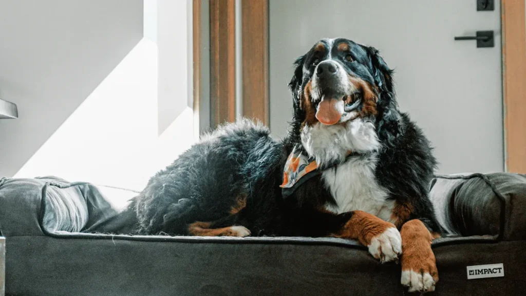 Top Pet Mat Factory Choices for 2026 and How They Rank