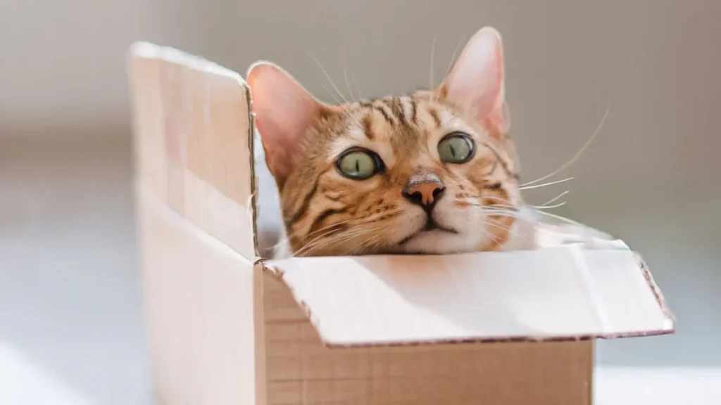 cat teaser supplier3