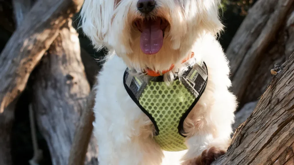 dog jacket manufacturer1