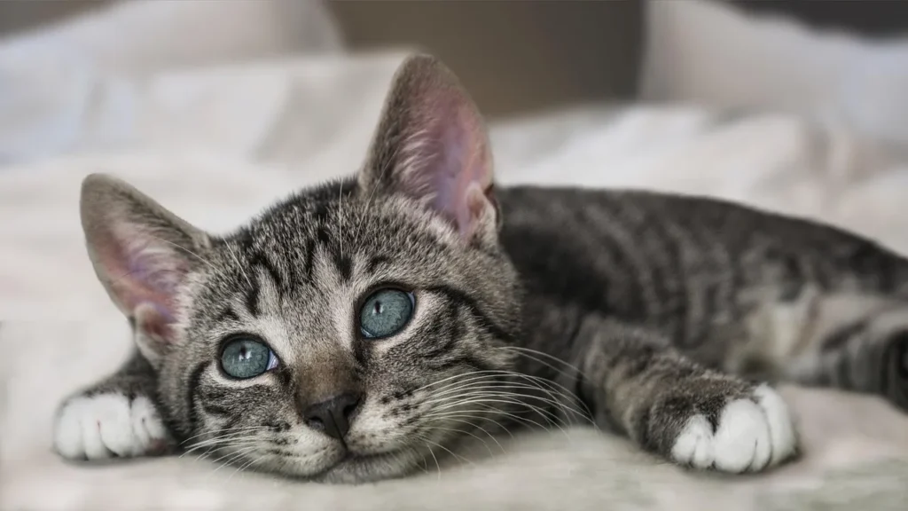 waterproof pet bed2