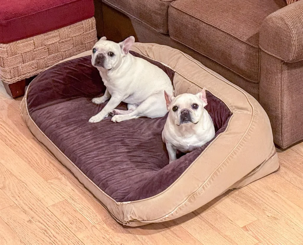 waterproof pet bed3
