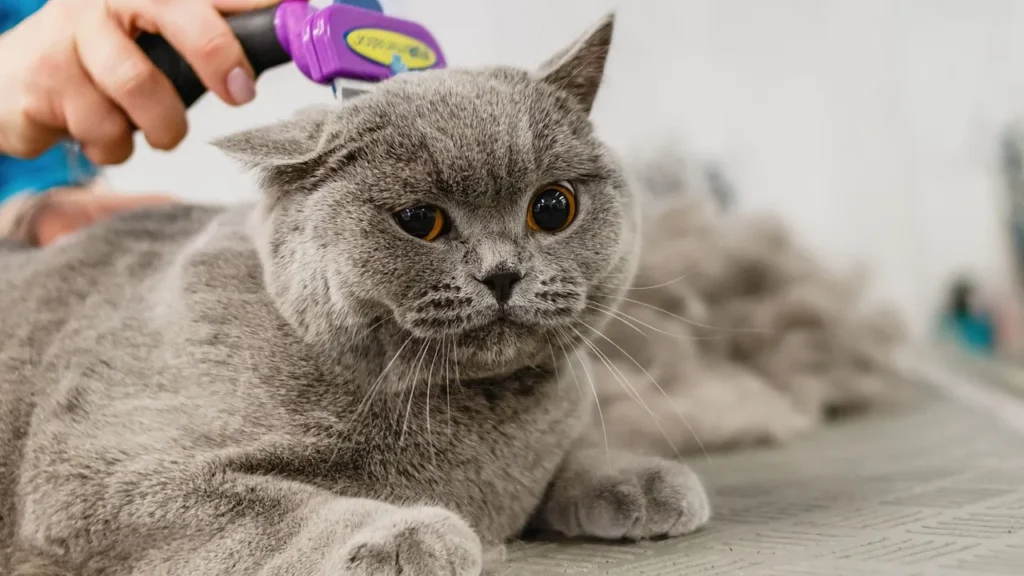 3 simple steps to order from a pet comb factory