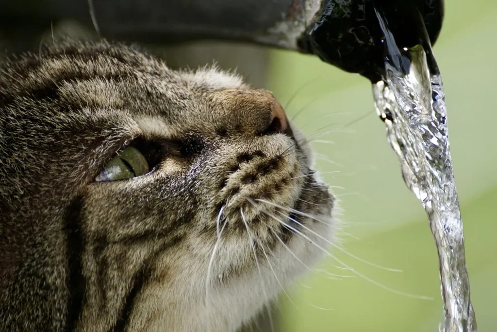 pet water fountains1